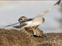 IMG 2671c  Short-eared Owl (Asio flammeus) & Northern Harrier (Circus cyaneus)